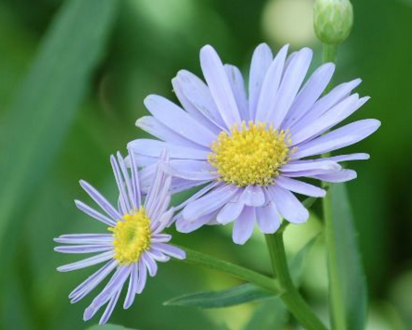 ヨメナの時期 採り方 食べ方 レシピ 栽培方法 山菜図鑑