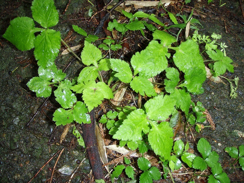 ミツバ 三つ葉 の時期 採り方 食べ方 レシピ 栽培方法 山菜図鑑