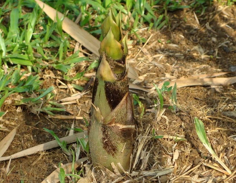 タケノコ 竹の子 筍 の時期 採り方 食べ方 レシピ 栽培方法 山菜図鑑